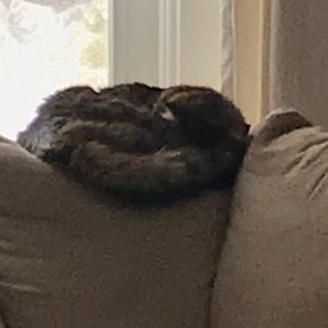 Meet your Posher, Sharon